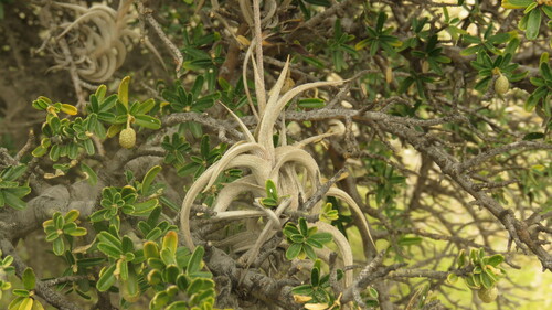 Image of Tillandsia gilliesii by (c) Ariadna Tripaldi, some rights reserved (CC BY)