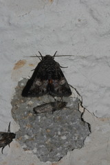 Copanarta aurea
