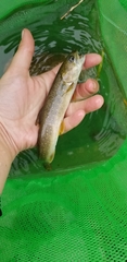 Salvelinus confluentus