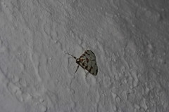 Conchylodes octonalis