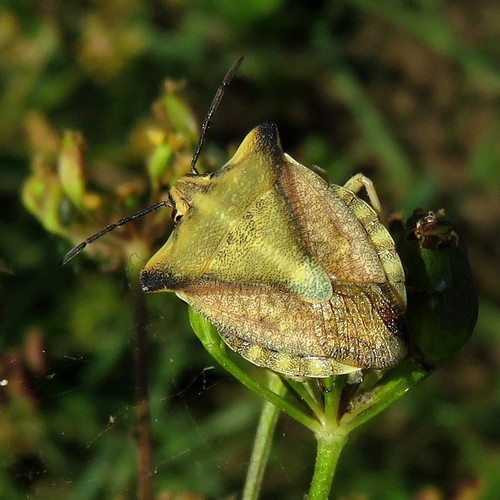 Northern fruit bug photo 4