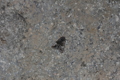 Copanarta aurea