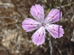 Dianthus strictus troodi