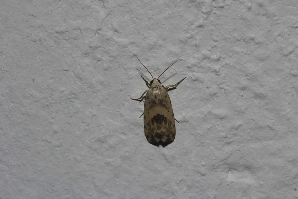 Ponometia altera