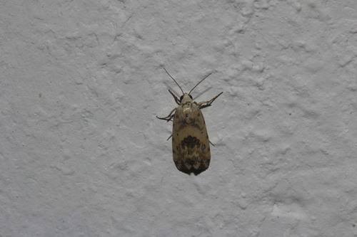 Ponometia altera