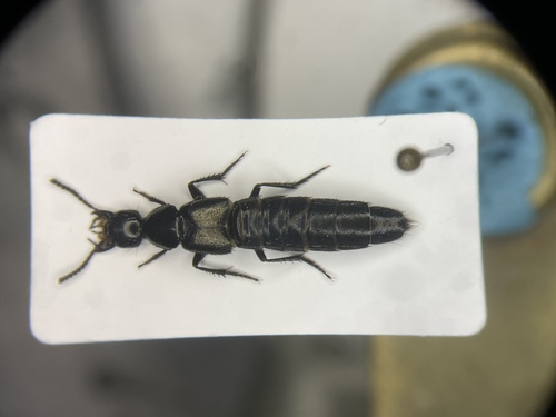 Philonthus validus