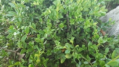 Buxus sempervirens