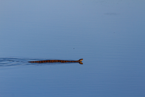 Northern Cottonmouth photographed in Washington