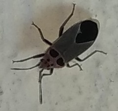 Graptostethus argentatus