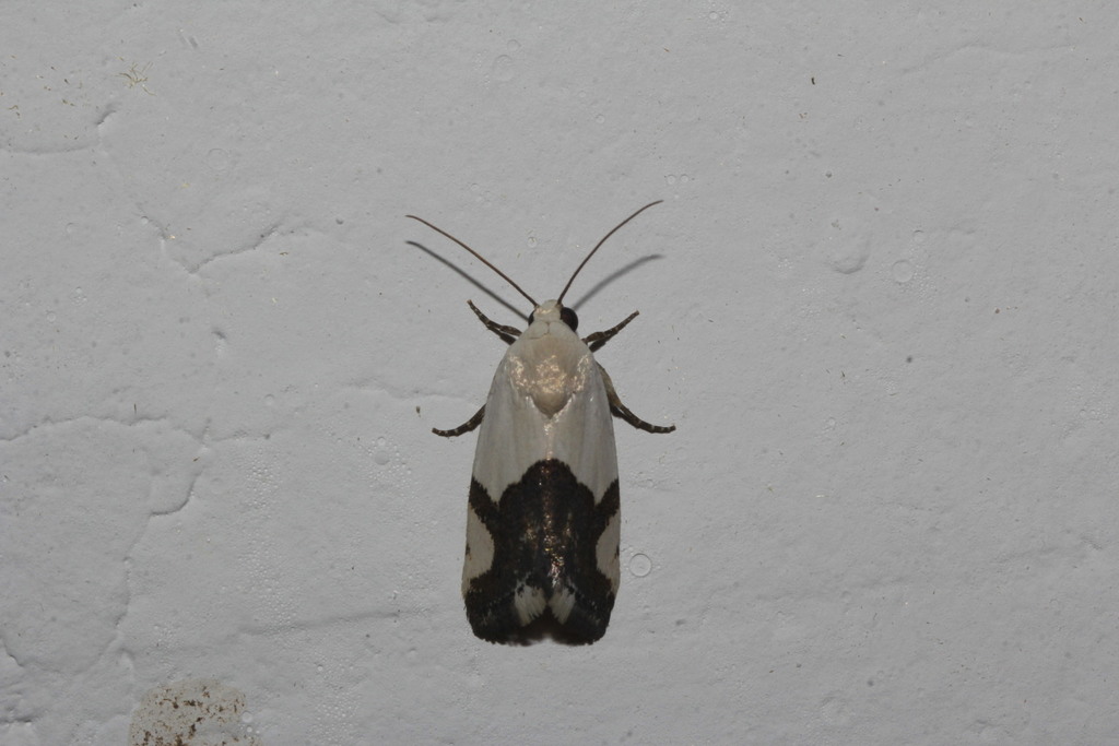 Ponometia cuta