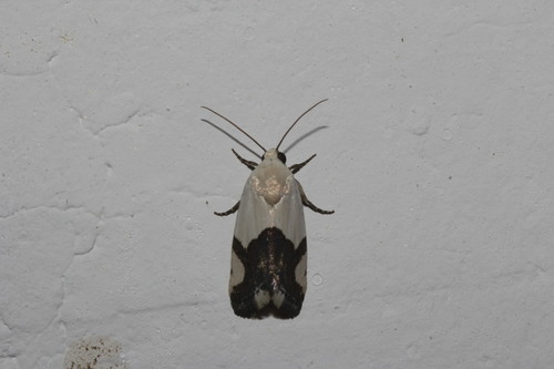 Ponometia cuta