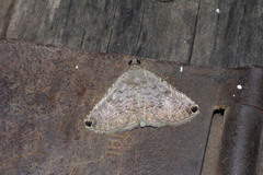 Toxonprucha clientis