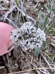Geyer's Biscuitroot (Lomatium geyeri)