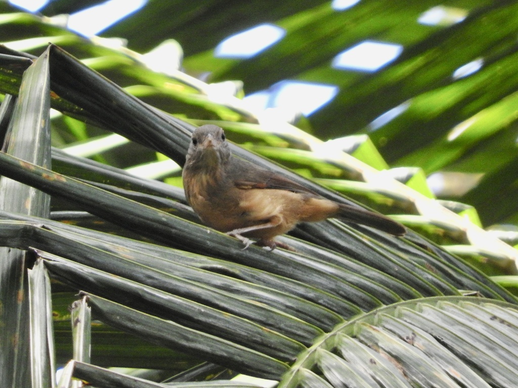 Rufous Shrikethrush from Tamborine National Park, Tamborine Mountain