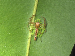 Viciria pavesii