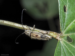 Glenea quadrinotata