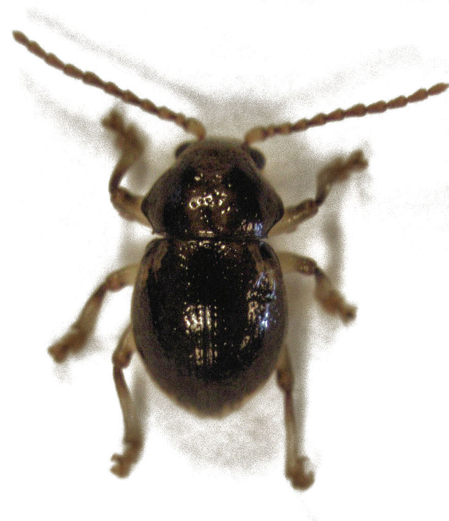 Peniticus suffusus