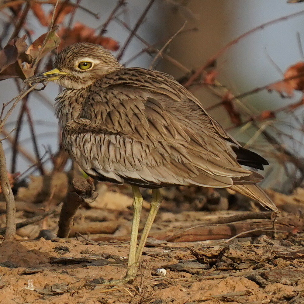 Senegal Thick-knee illustration