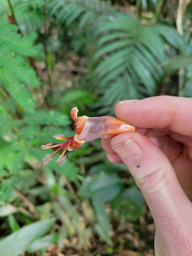 Image of Trichanthera gigantea by (c) Jake Rehage, some rights reserved (CC BY)