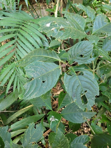 Image of Trichanthera gigantea by (c) Jake Rehage, some rights reserved (CC BY)