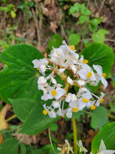 Begonia involucrata, photograph 6