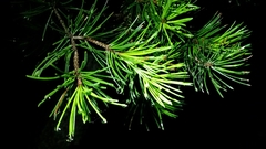 Pinus remota
