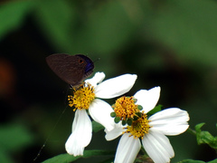 Jamides bochus formosanus