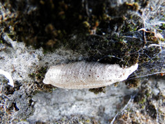 Statilia maculata