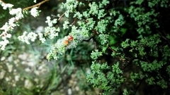 Dalea bicolor argyrea