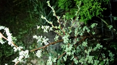 Dalea bicolor argyrea