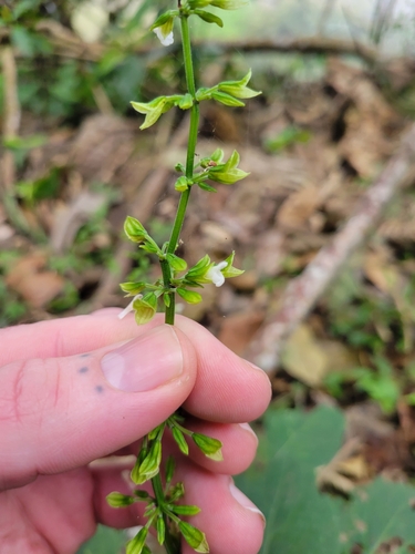 Image of Salvia alvajaca by (c) Jake Rehage, some rights reserved (CC BY)