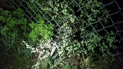 Dalea bicolor argyrea