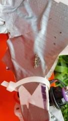 Salbia cassidalis