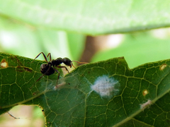 Dolichoderus thoracicus