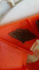 Anisoperas atropunctaria