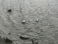 Chroicocephalus ridibundus