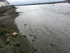 Chroicocephalus ridibundus