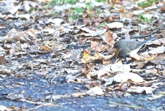 Junco hyemalis