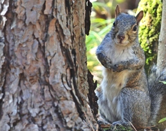 Sciurus carolinensis