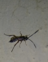 Ichneumonoidea