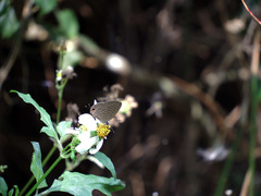 Jamides bochus formosanus