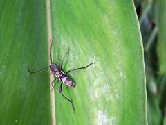 Perissus kankauensis