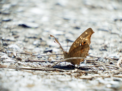 Junonia lemonias aenaria