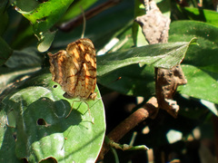 Symbrenthia lilaea formosanus