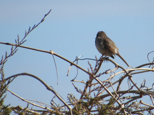 Song Sparrow photographed in Oklahoma
