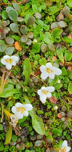 Euphrasia repens observed 2023-03-03