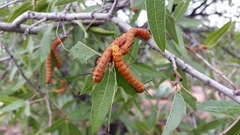 Anisota oslari