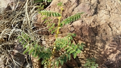 Mimosa dysocarpa
