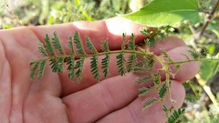 Mimosa dysocarpa