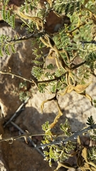 Mimosa dysocarpa